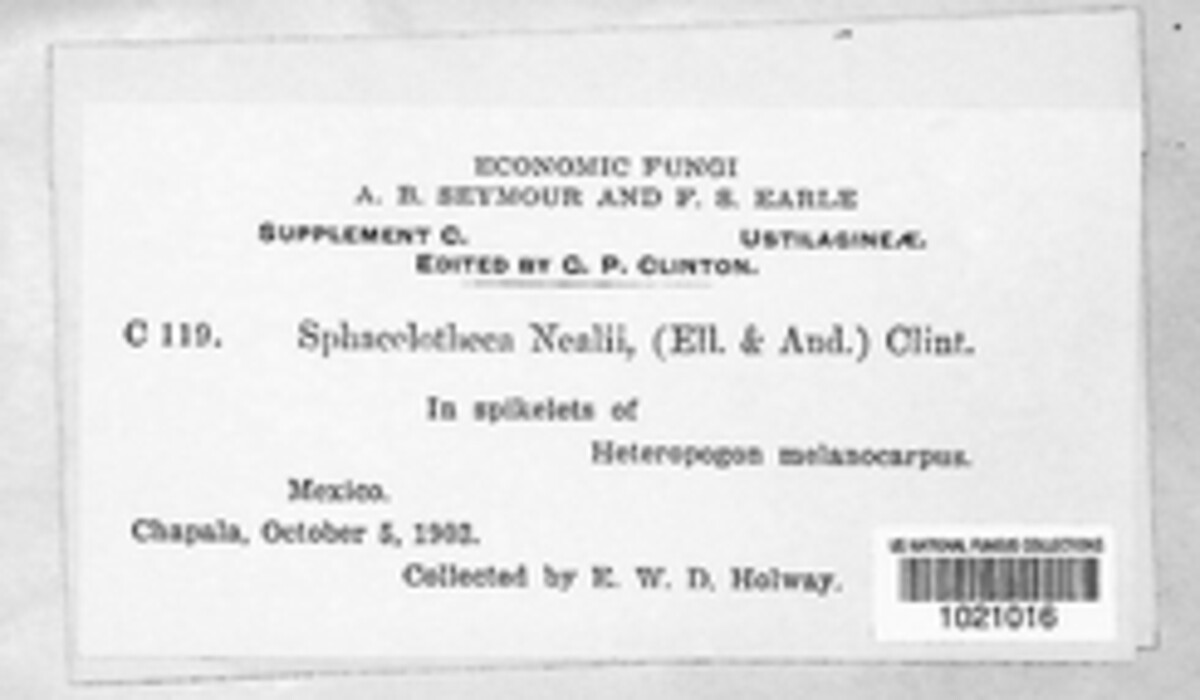 Sporisorium nealii image
